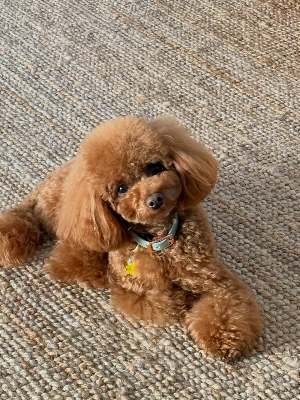 Gracie