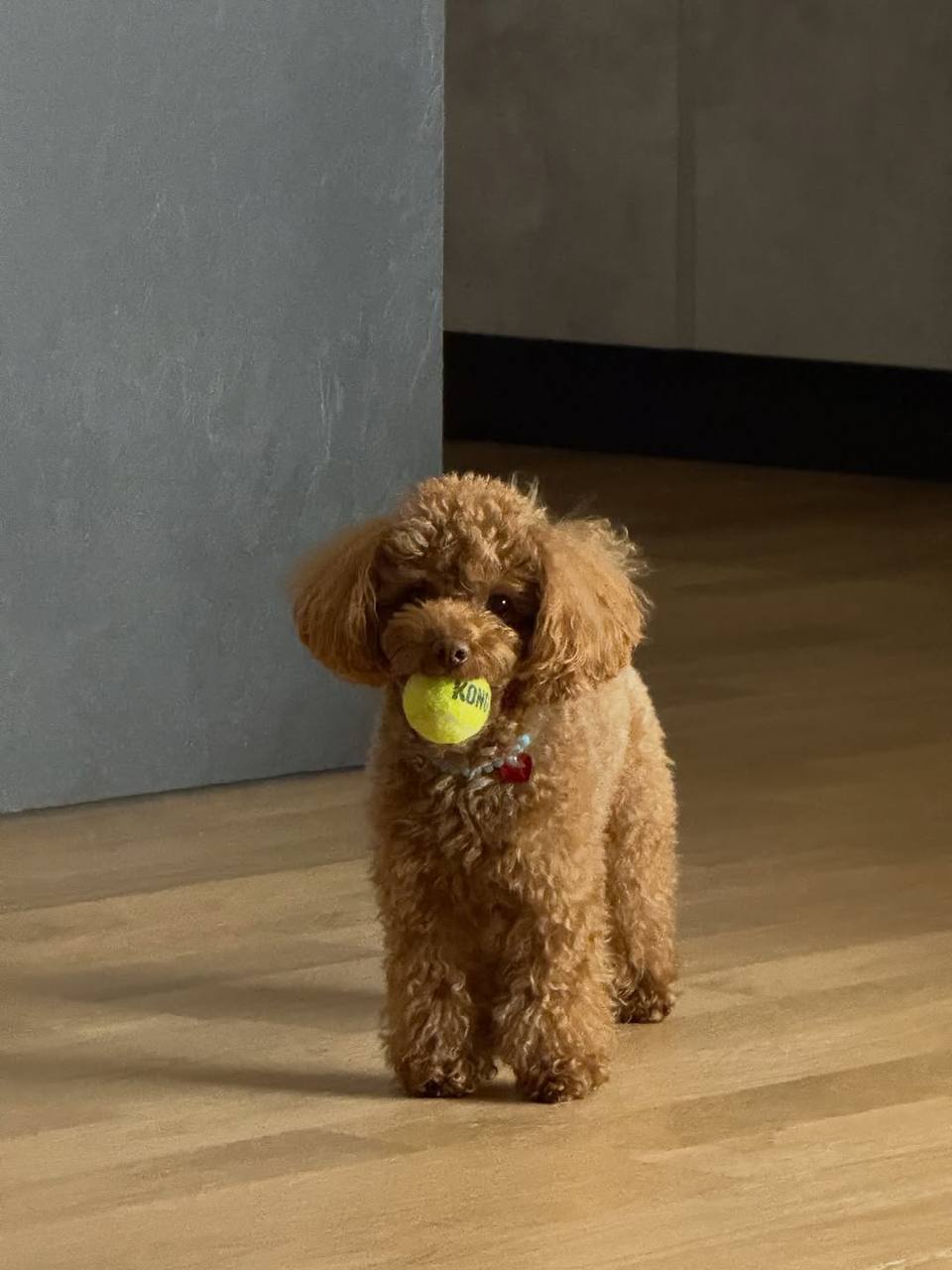 Gracie - Image 2