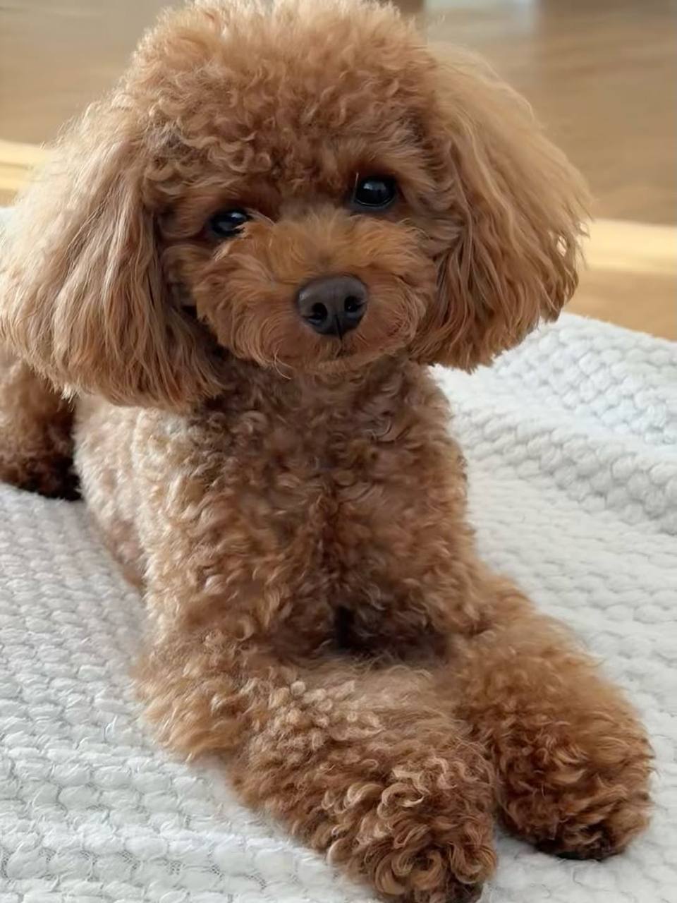 Gracie - Image 4