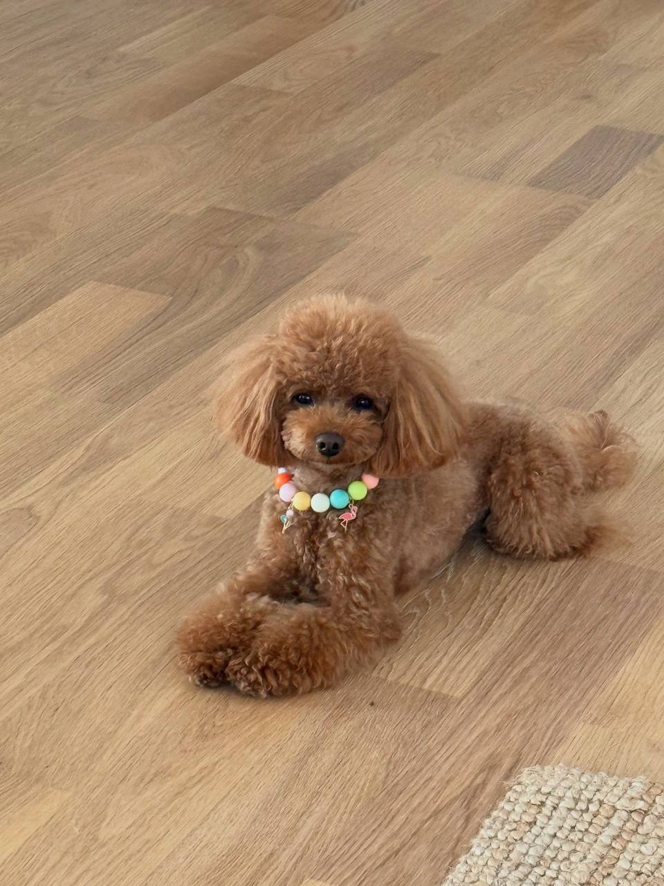 Gracie - Image 3