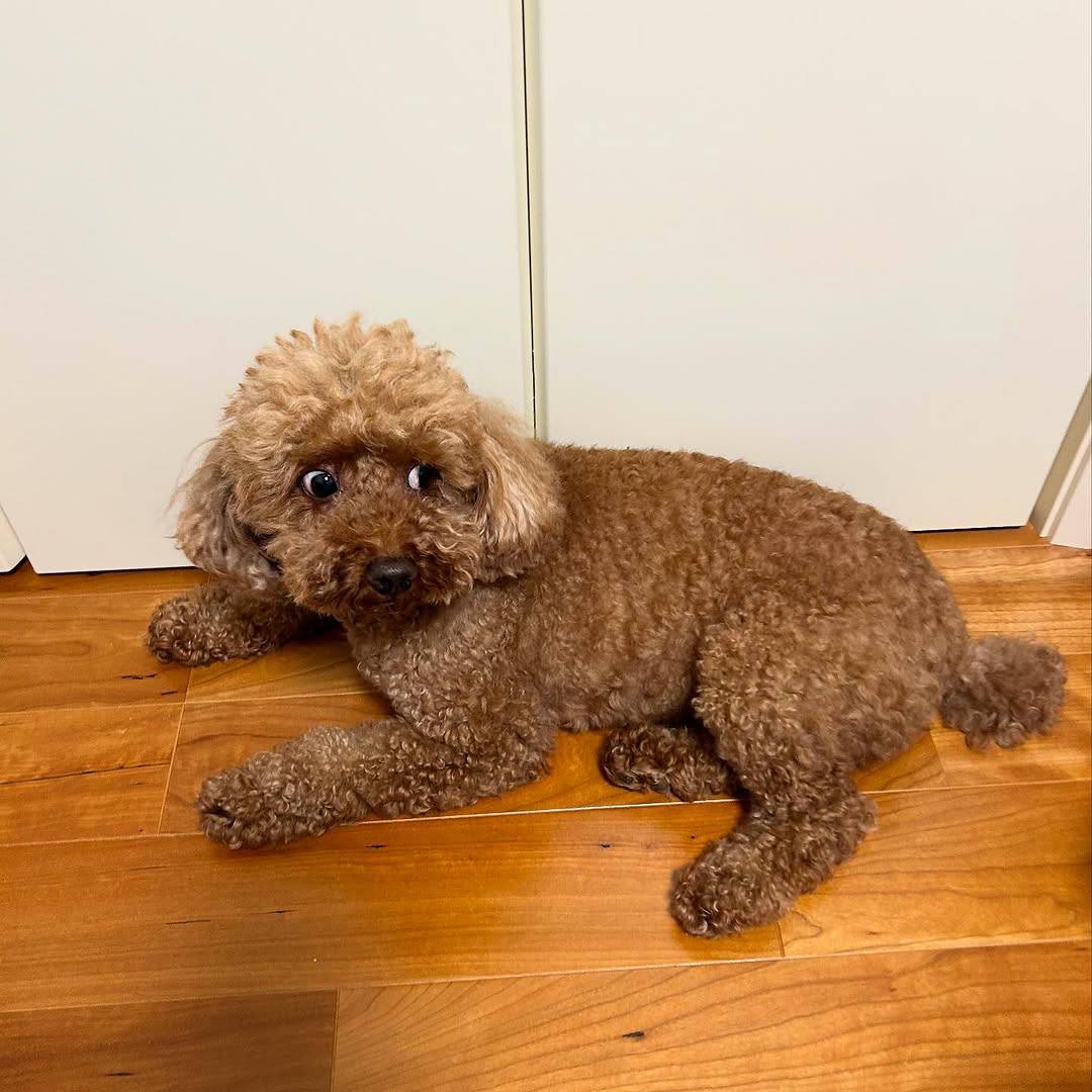 Cooper - Image 3