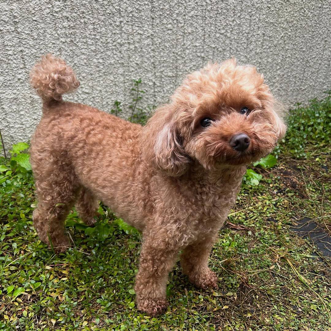 Cooper