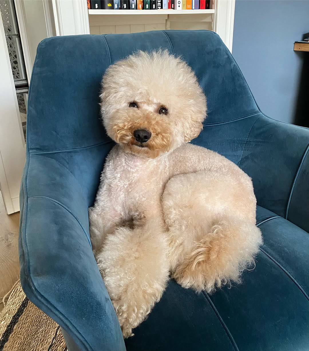 Oliver - Image 2