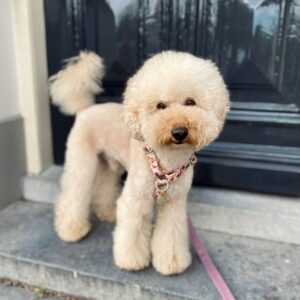 Oliver