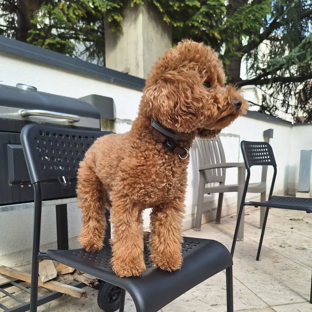 Daisy - Image 4