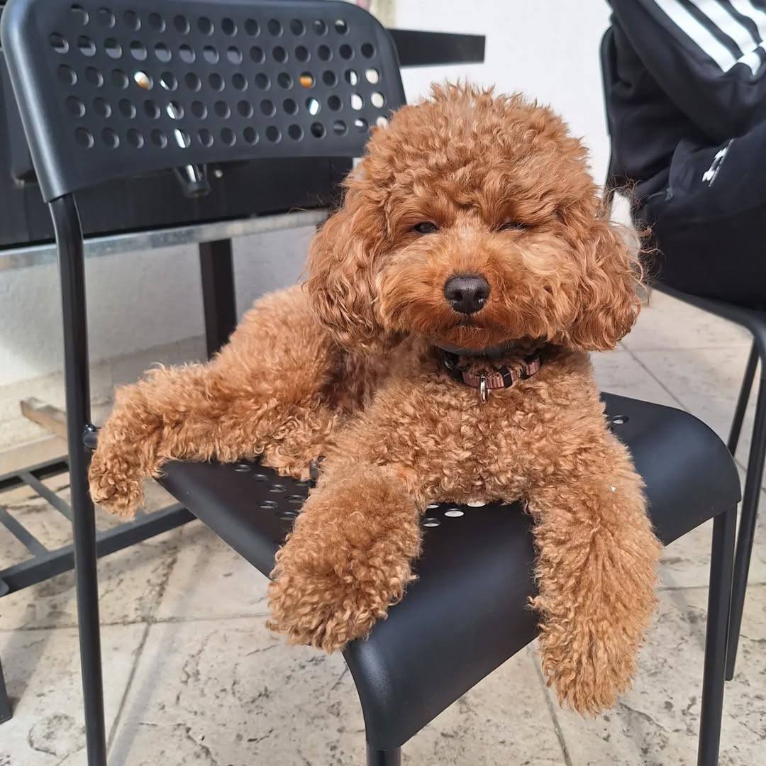 Daisy - Image 2