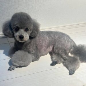 Teddy