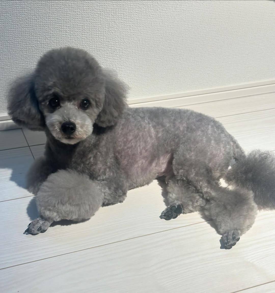 Teddy