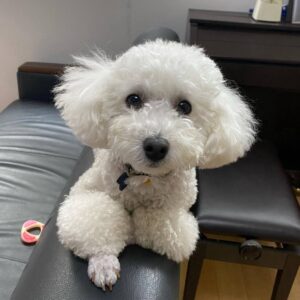 Toby