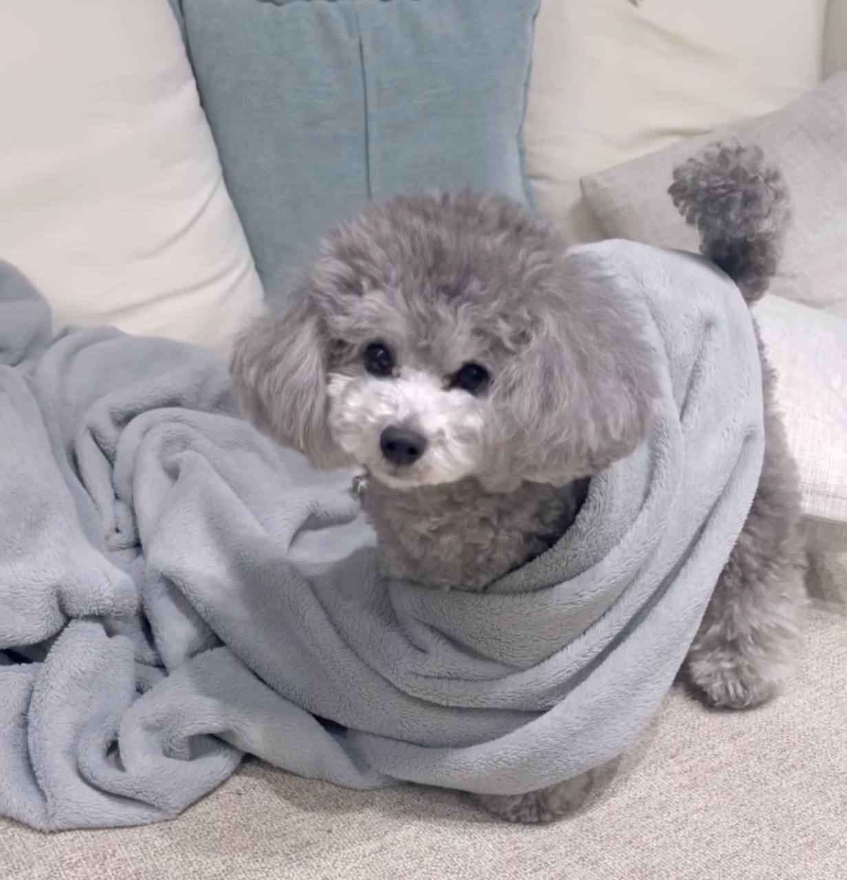 Bella - Image 3