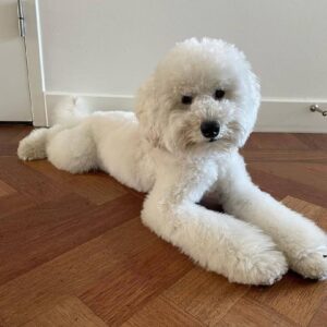 Winston