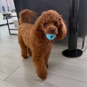 Eli
