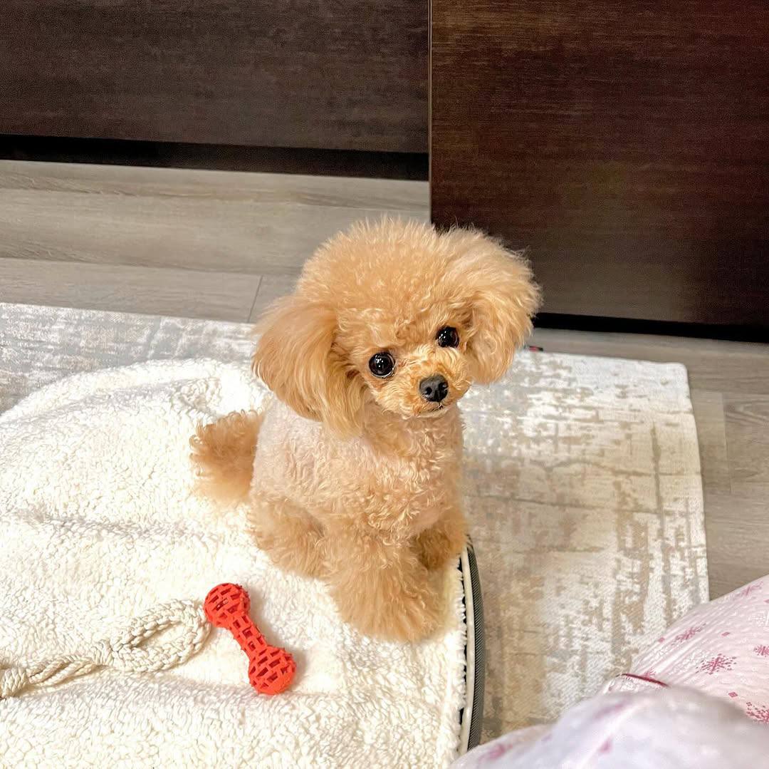 Rosie - Image 2